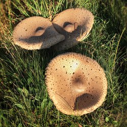 Pilze 5